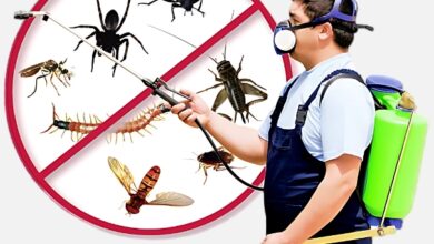Pest Control in Jaipur