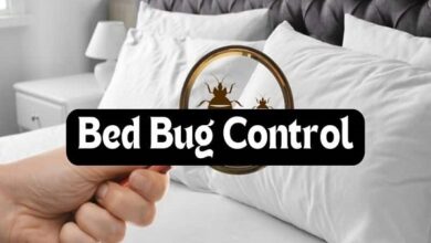 Jaipur Bedbugs Control