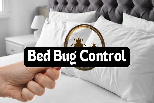 Jaipur Bedbugs Control