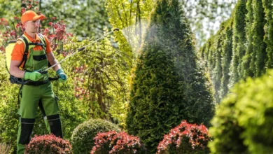 Best Pest Control Services in Jaipur