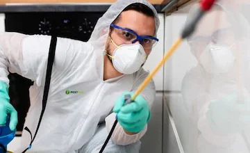 Termite Pest Control​ in Jaipur