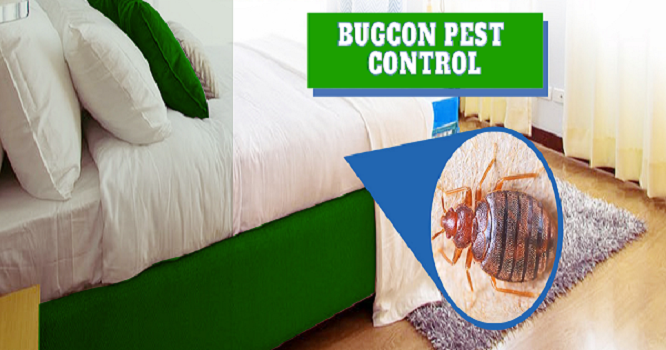 Jaipur Bedbugs Control