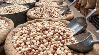 Premium quality makhana bulk