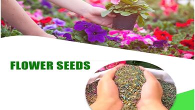 Flower Seeds Online​
