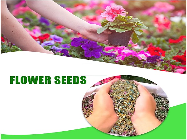 Flower Seeds Online